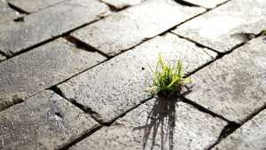 É o fim do conceito de sustentabilidade?