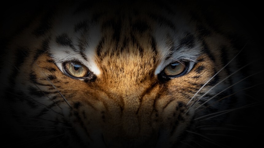 Para o fundo Tiger Global, agora é a hora de atacar