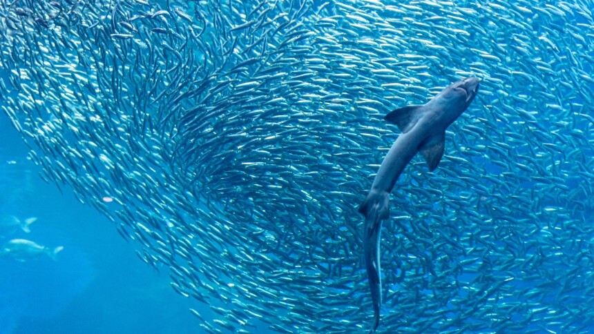 A CVM entre os tubarões e as sardinhas no mercado de ações