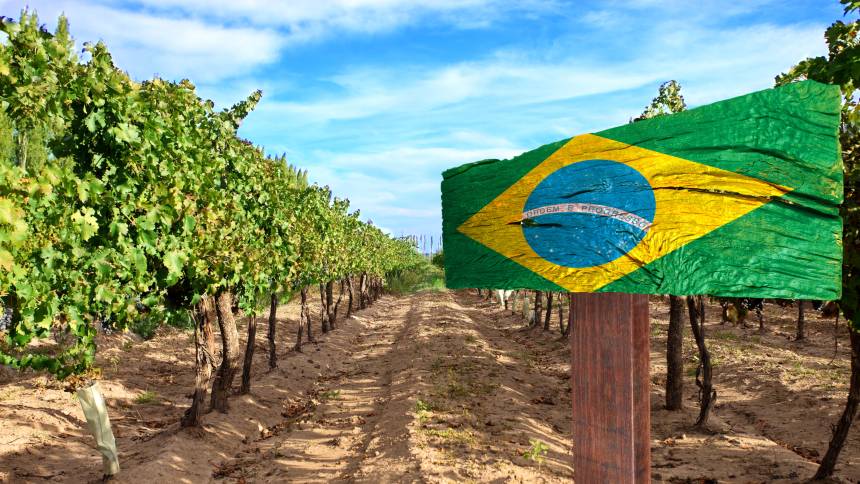 Depois da “safra das safras”, o que esperar do vinho brasileiro em 2021?