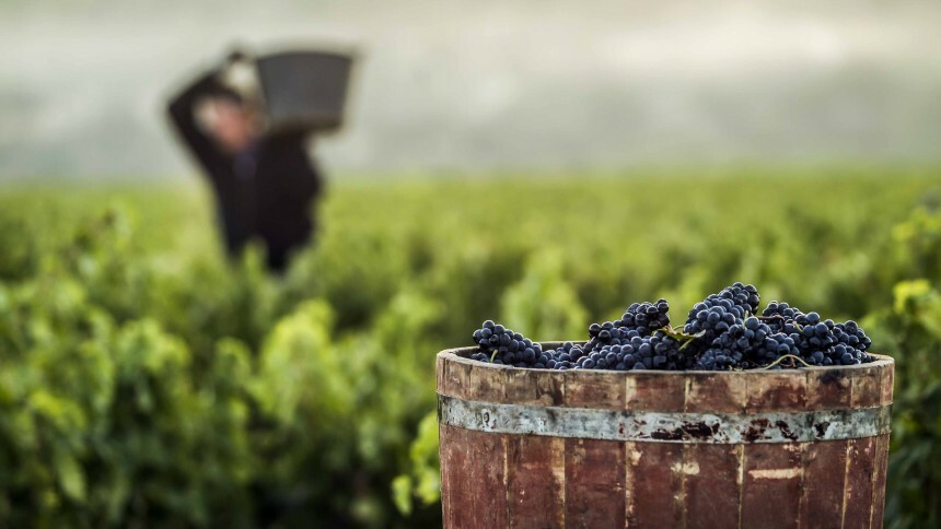 O plano da KPMG para recuperar Rioja, a região vinícola mais tradicional da Espanha