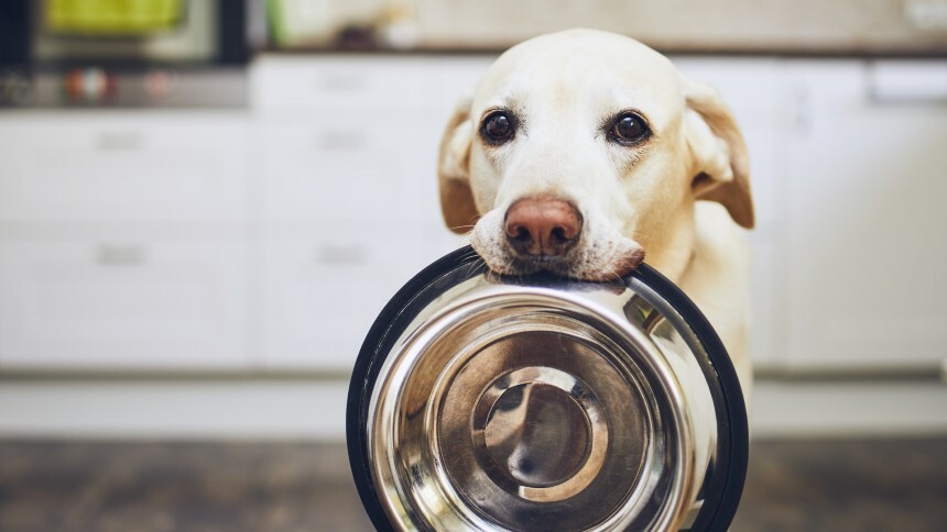 Pet food é “bom pra cachorro” para a BRF, mas BofA vê desafios