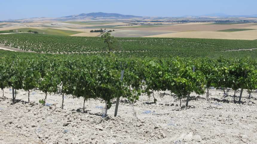 Na Espanha, os vinhos de Jerez ressurgem com rótulos de qualidade