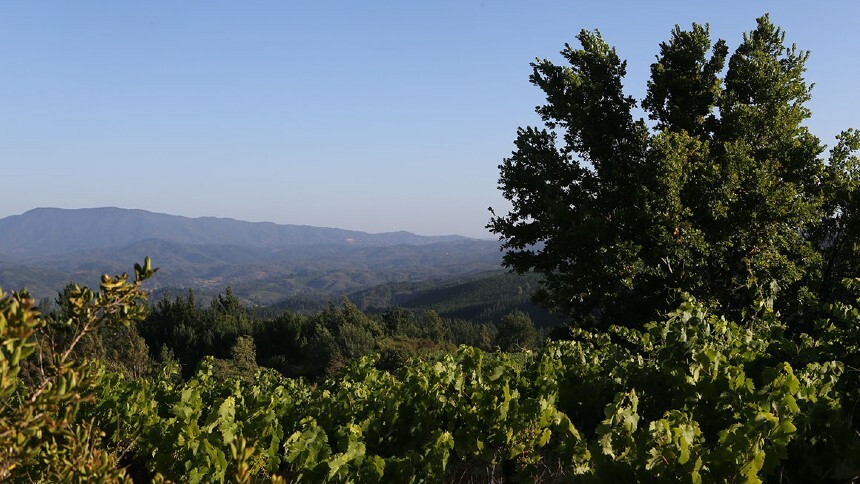 A redescoberta de Itata, a primeira região vinícola do Chile