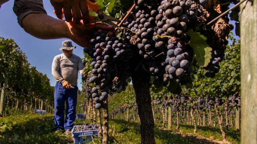 Em 2022, uma safra excepcional de uvas tintas no Brasil (“culpa” do La Niña)