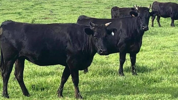wagyu v