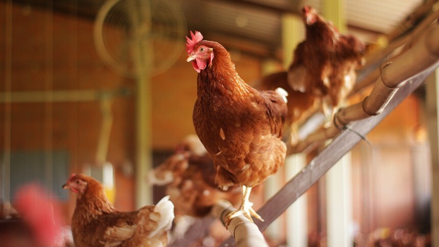Na indústria de ovos, a definição de galinha feliz foi atualizada