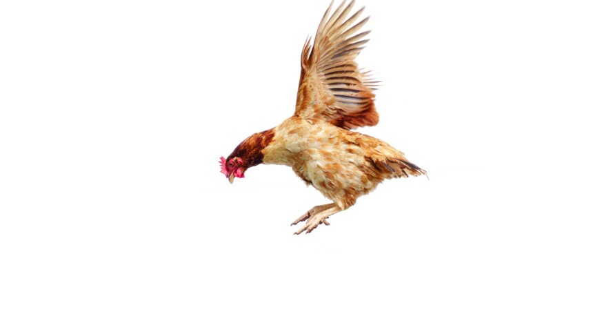 Raul Velloso e o “voo de galinha” da economia brasileira