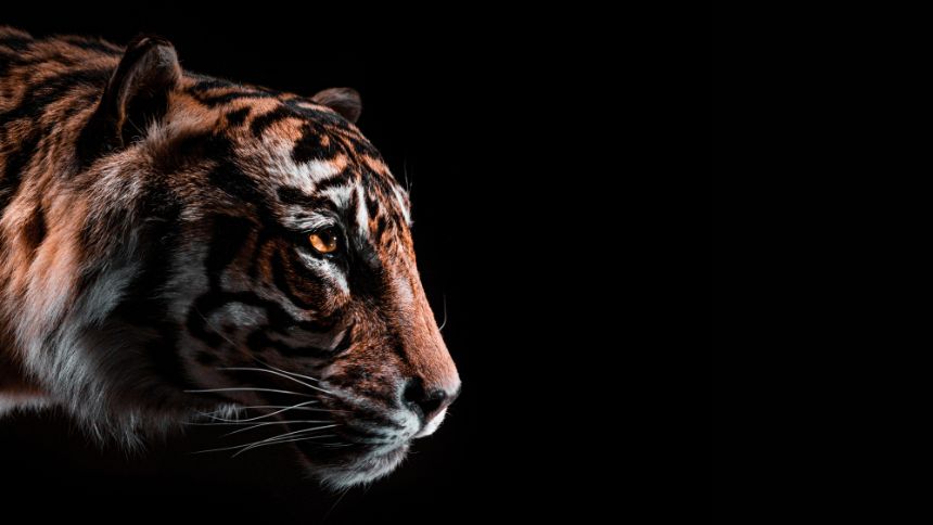 Tiger Global freia ímpeto e muda foco para "não perder dinheiro"