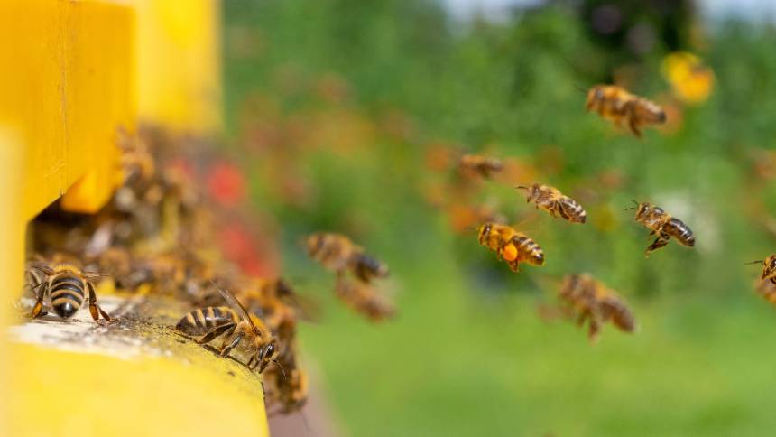 Startups promovem a dança das abelhas para salvar as produções de alimentos