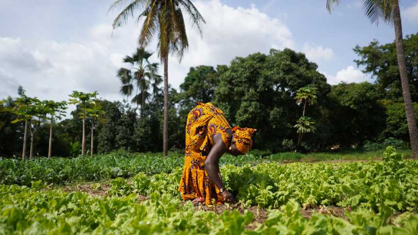 Na África, a agricultura familiar despertou a atenção dos fundos de venture capital