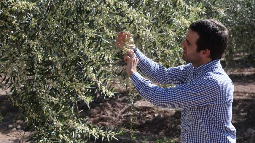 O ambicioso plano da Zuccardi para virar uma referência global no mundo dos azeites