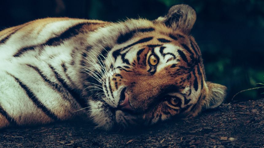 Depois de rugir em 2021, a Tiger Global agora lambe as feridas
