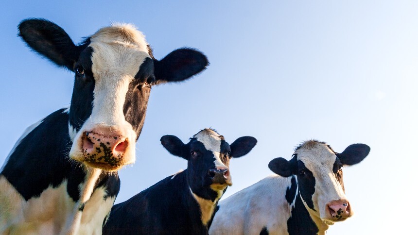 Produtores da Califórnia mostram como as vacas podem ser aliadas do clima