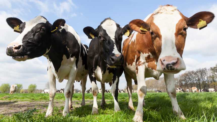 As vacas são culpadas pelo aquecimento global?