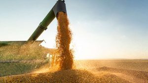 soja grãos colheita