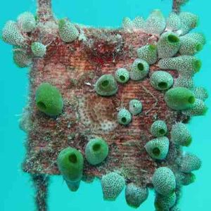 tijolo 3D nas maldivas já com coral