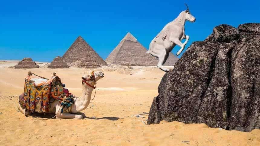 Sobre camelos, pirâmides, cabras e um venture capital mais racional