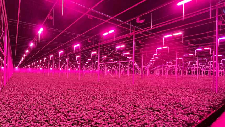 Na agricultura de precisão, lavouras são "irrigadas" com luz artificial
