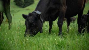 halter-agtech-coleira-vaca