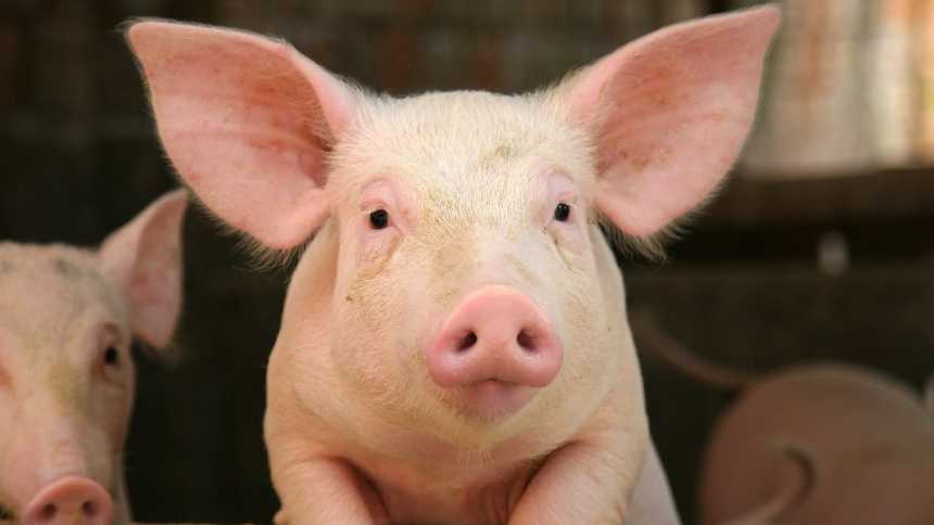Dá-lhe, porco: a biotech brasileira que cultiva células suínas (e é uma das mais inovadoras do mundo)