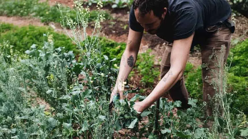 Chefs arregaçam as mangas e cultivam seus próprios ingredientes