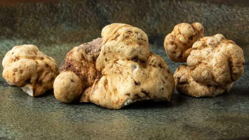 Yes, nós temos trufas!