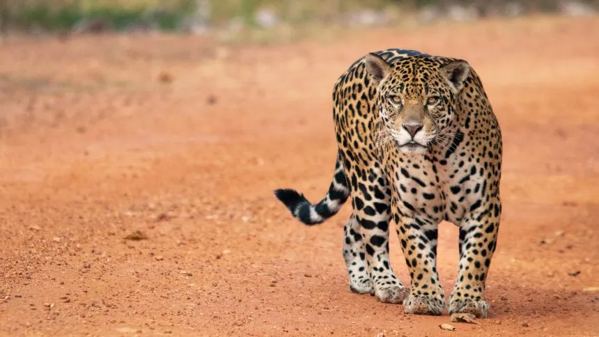 Onçafari levantou R$ 180 milhões com filantropos para criar reservas privadas no Pantanal
