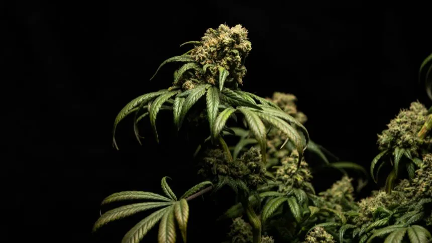 As flores estão de volta e Brasil avança em direção ao tratamento integral com cannabis medicinal