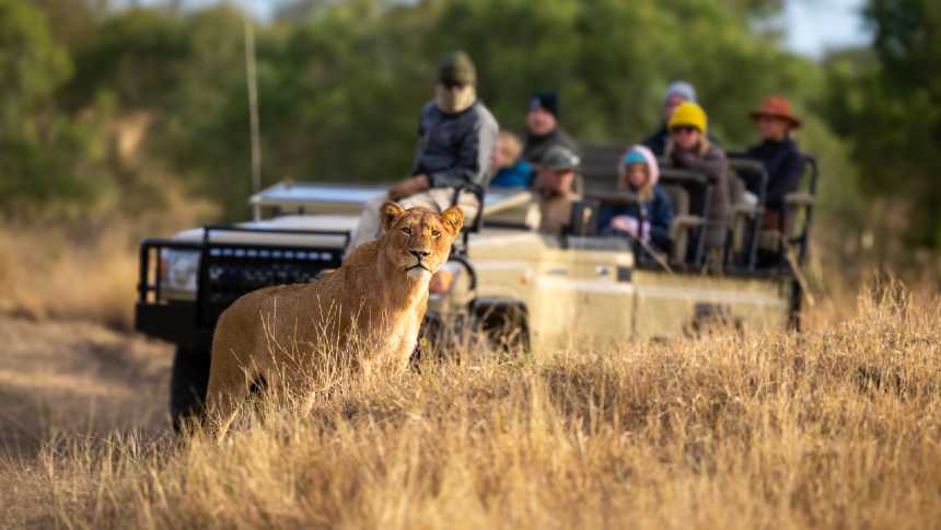 Da África ao Brasil: como o turismo se tornou uma ferramenta da preservação animal