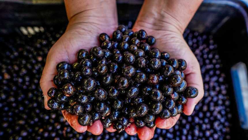 ARTIGO: Capital apenas não basta, a Amazônia precisa de apoio ativo a empreendedores