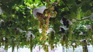 O "terroir tech" dos delicados e raros vinhos japoneses