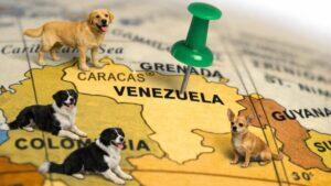 Por que o Softbank está "bullish" com o mercado pet no Brasil e o Kaszek, com a Venezuela