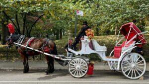 Fim de linha para uma tradição de Nova York? Carruagens do Central Park podem não ter mais lugar