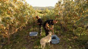 Na Serra Gaúcha, a nova geração resolveu fazer vinho sem sotaque europeu