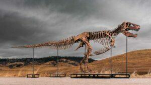 Gus, o T. rex de US$ 50 milhões: a pré-história tem dono?