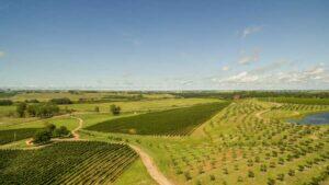 O vinho e o vento: como a soja ameaça os parreirais do Rio Grande do Sul