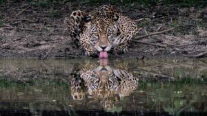 Turismo de conservação pode "selar a paz" entre os pecuaristas e as onças no Pantanal