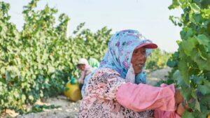 Ningxia quer aposentar o título de “Bordeaux da China” e revelar seu próprio terroir